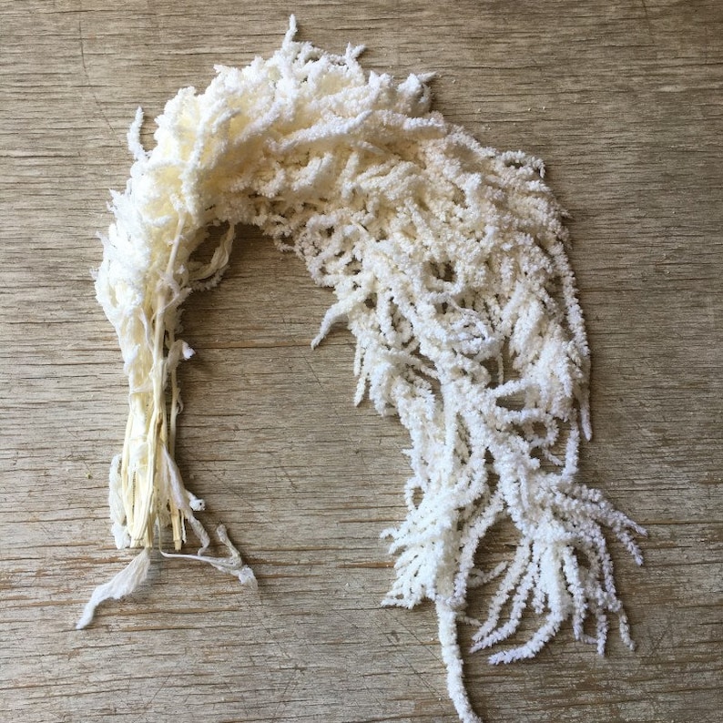 May include: A bundle of dried white amaranth flowers with long, cascading, feathery plumes. The stems are gathered at one end, while the textured, soft-looking flower heads drape downwards in a curved, arching arrangement of bright white.