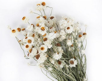 ORGANIC Dried Chamomile Bundle (60 HEADS) + Free Same Day Shipping