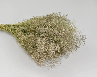 ORGANIC Dried-Preserved Baby's Breath Hefty Size Tall Bundle + FREE 2 Day Shipping