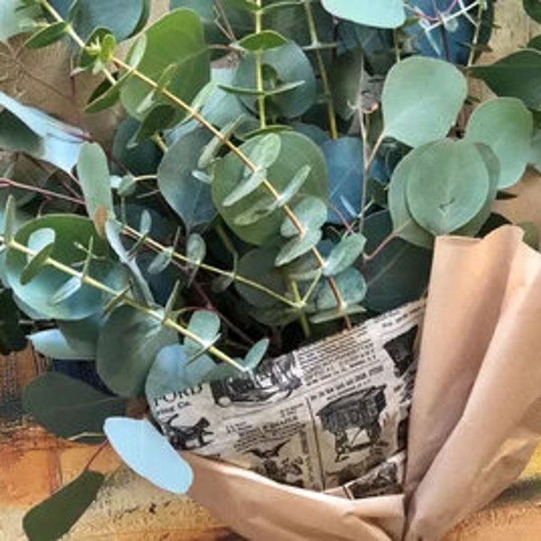 ORGANIC Large Fresh Baby Blue Spiral Eucalyptus Bundle, California Grown Eucalyptus, Home Décor, Shower and Bath Safe + Same-Day Shipping