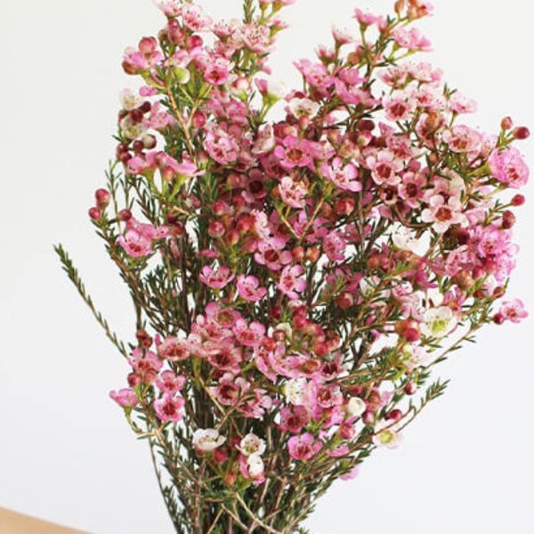 BIO Frische Rosa Wachsblumen Großes Bündel, Hochzeit, Corsage, Boutonniere, Hübsche Wildblume + Kostenloser Versand am selben Tag