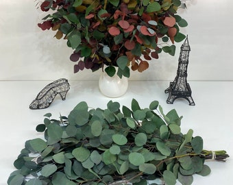 Preserved Silver Dollar 1.5 lb, Variety of Colors, Floral Arrangements, Silver Dollar Eucalyptus
