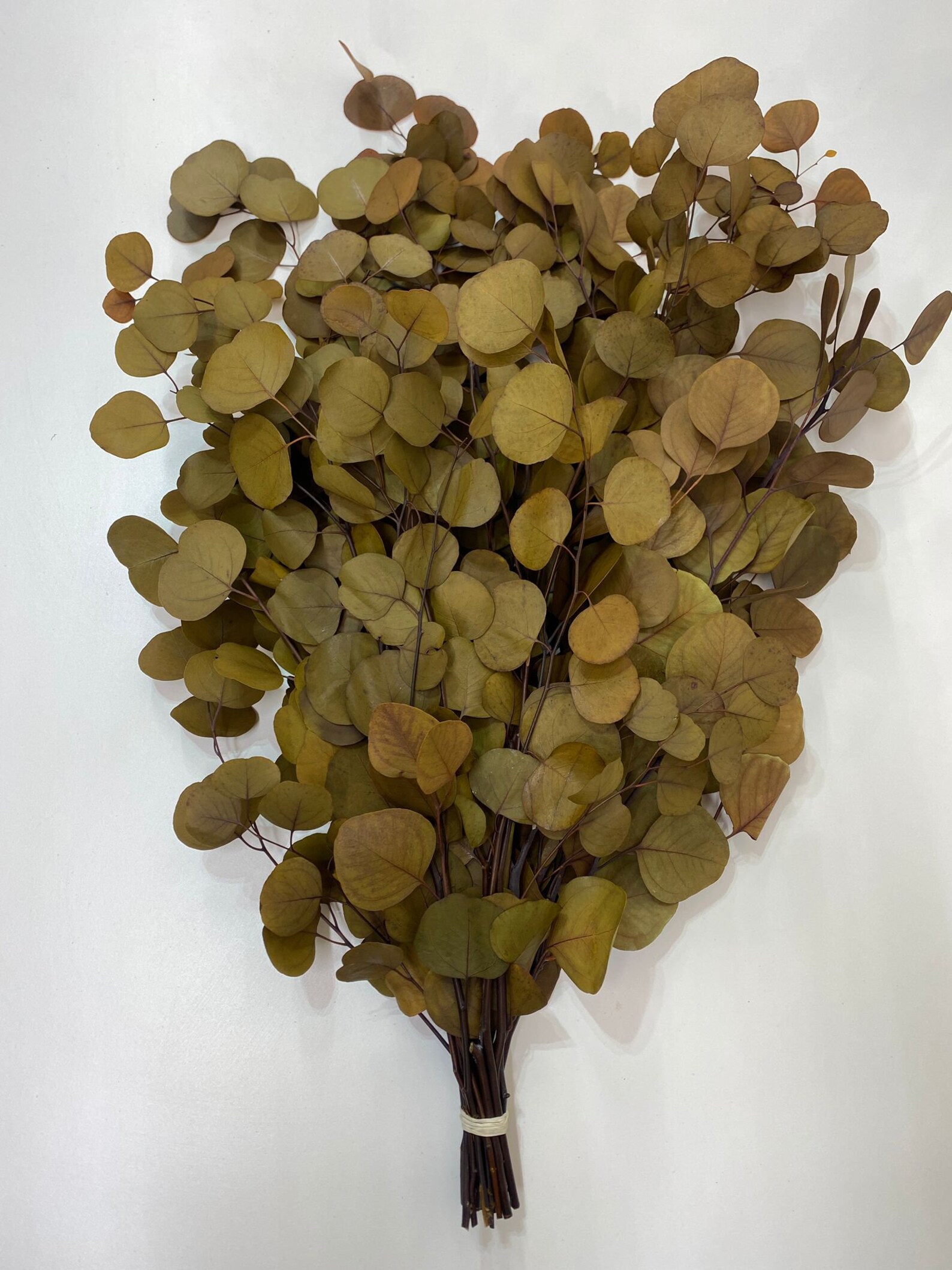 Preserved Silver Dollar, Variety of Colors, Floral Arrangements, Silver