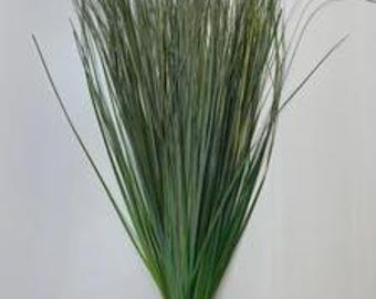 Bundle 8-Pack Preserved Beargrass, Beargrass, Preserved evergreens, Centerpieces