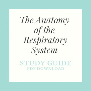 Puede incluir: Un cuadrado blanco con un borde azul claro. El texto "The Anatomy of the Respiratory System" está en fuente cursiva negra. Debajo del texto está "STUDY GUIDE" en fuente negra negrita y "PDF DOWNLOAD" en fuente negra normal.