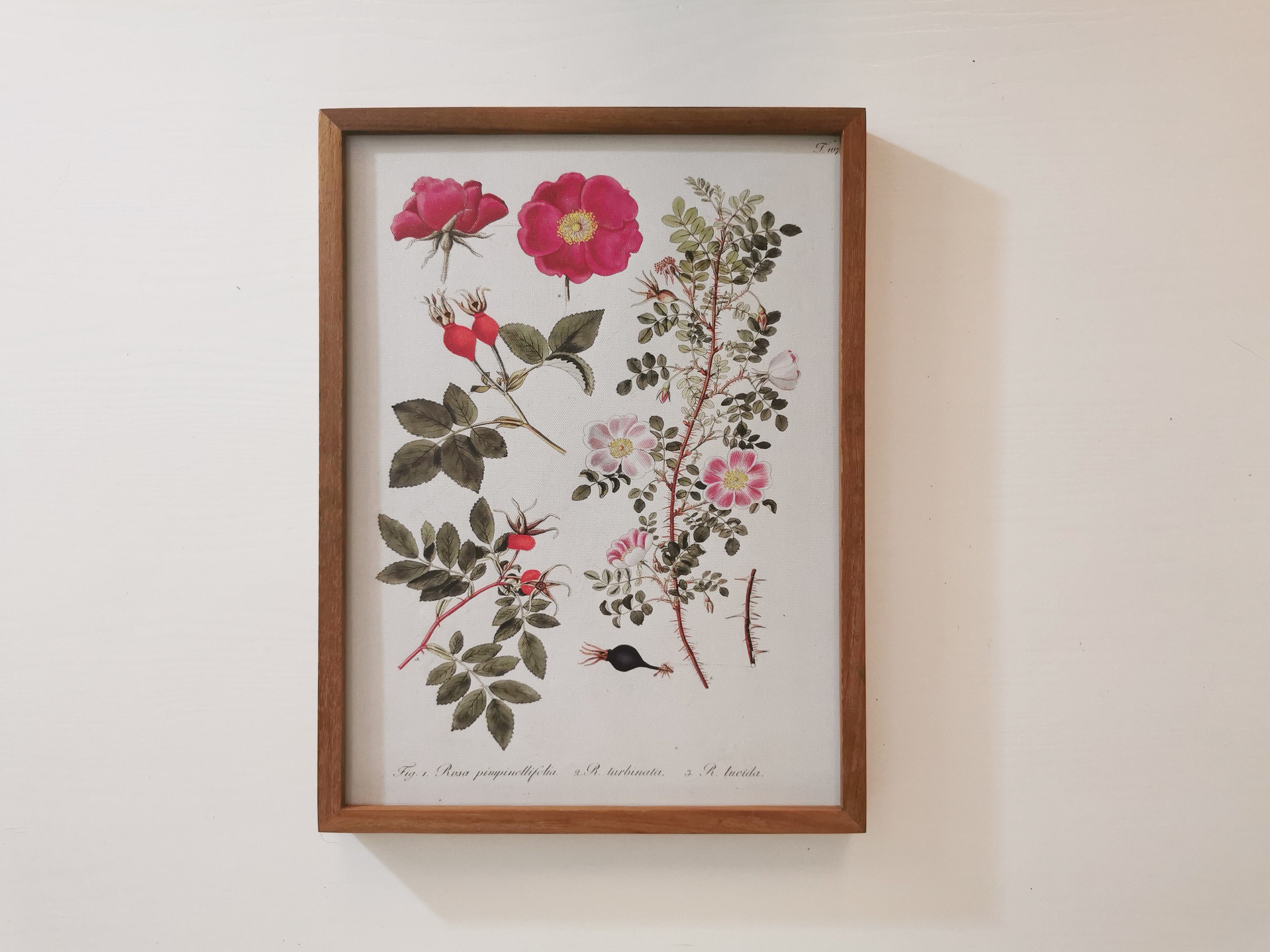 Framed botanical prints French country style Vintage | Etsy
