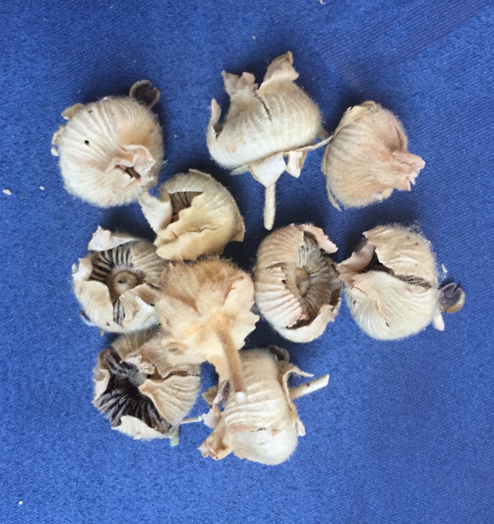 direct sow hollyhock seeds direct sow hollyhock seeds