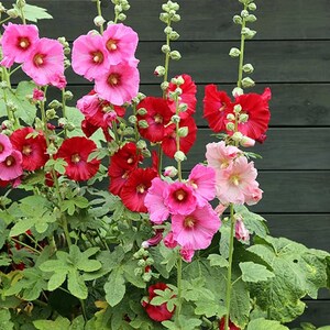 direct sow hollyhock seeds direct sow hollyhock seeds
