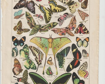 Larousses papillions Vintage Naturalist Print, Butterflies Identification Chart. Butterfly Antique Naturalist Print.   1920s Plate