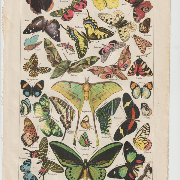 Larousses papillions Vintage Naturalist Print, Butterflies Identification Chart. Butterfly Antique Naturalist Print.   1920s Plate