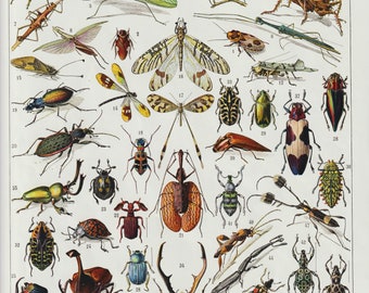 Larousse Insects 1920s endomólogo Placa Insectos Identificación Gráfico, Insectos Arte de la pared