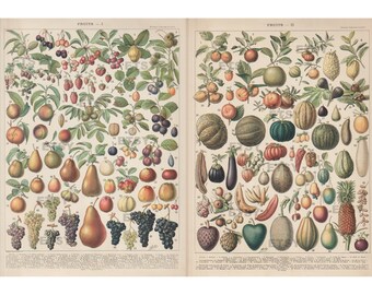 Larousse Fruits planche tableaux d'enseignement du 1920_1930 originale