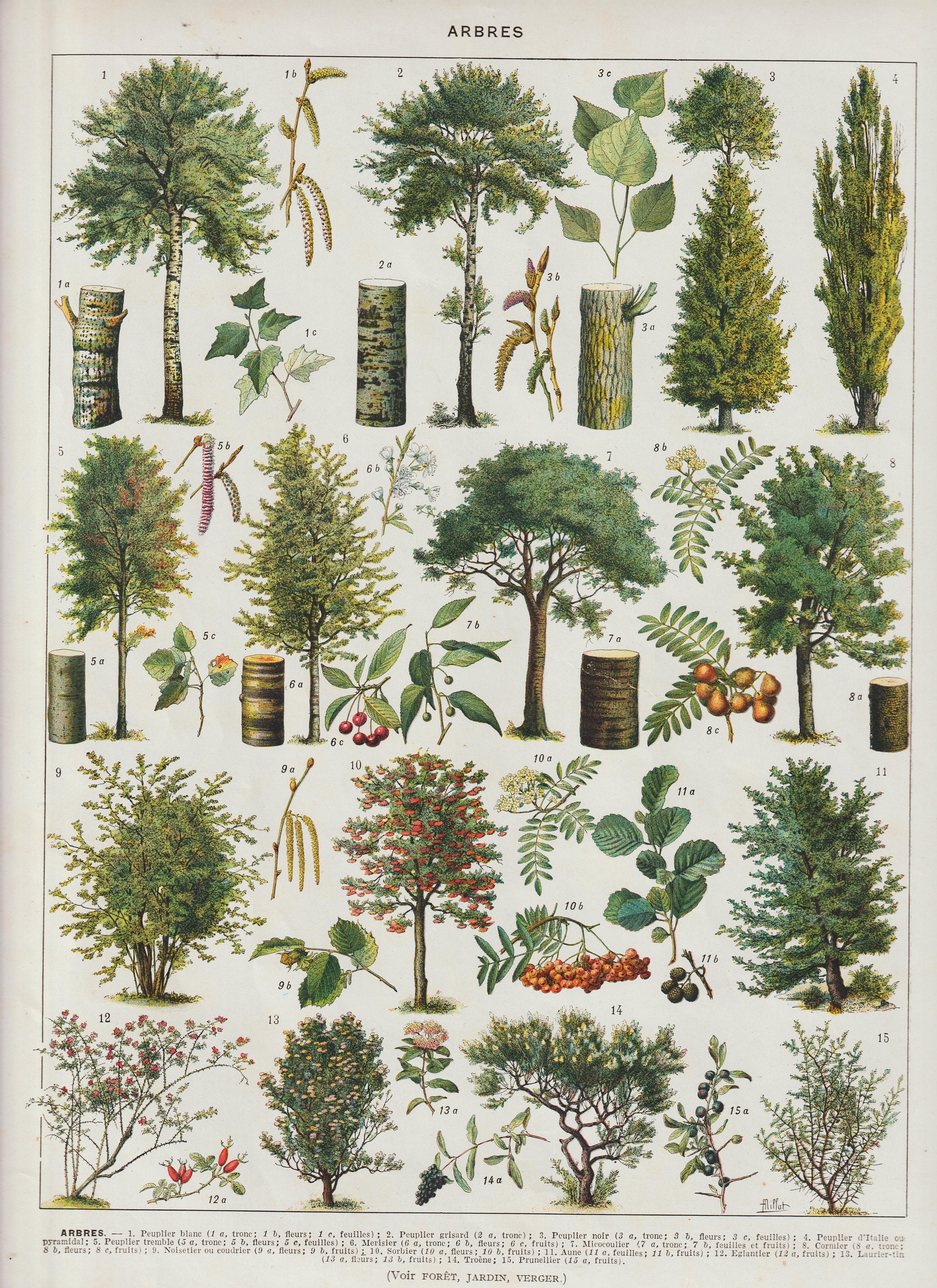 Colour 1930 Arbres 1 Affiche Vintage Ancienne Arbres Foret Bois Du Larousse Un Vrai Planch E Authent