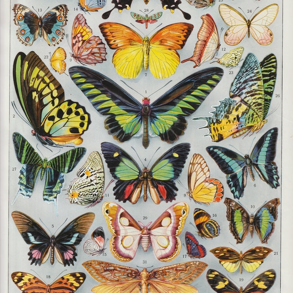 Larousse papillions exotique planche authentique, du Larousse illustré par A Millot, 31 papillions avec leurs noms