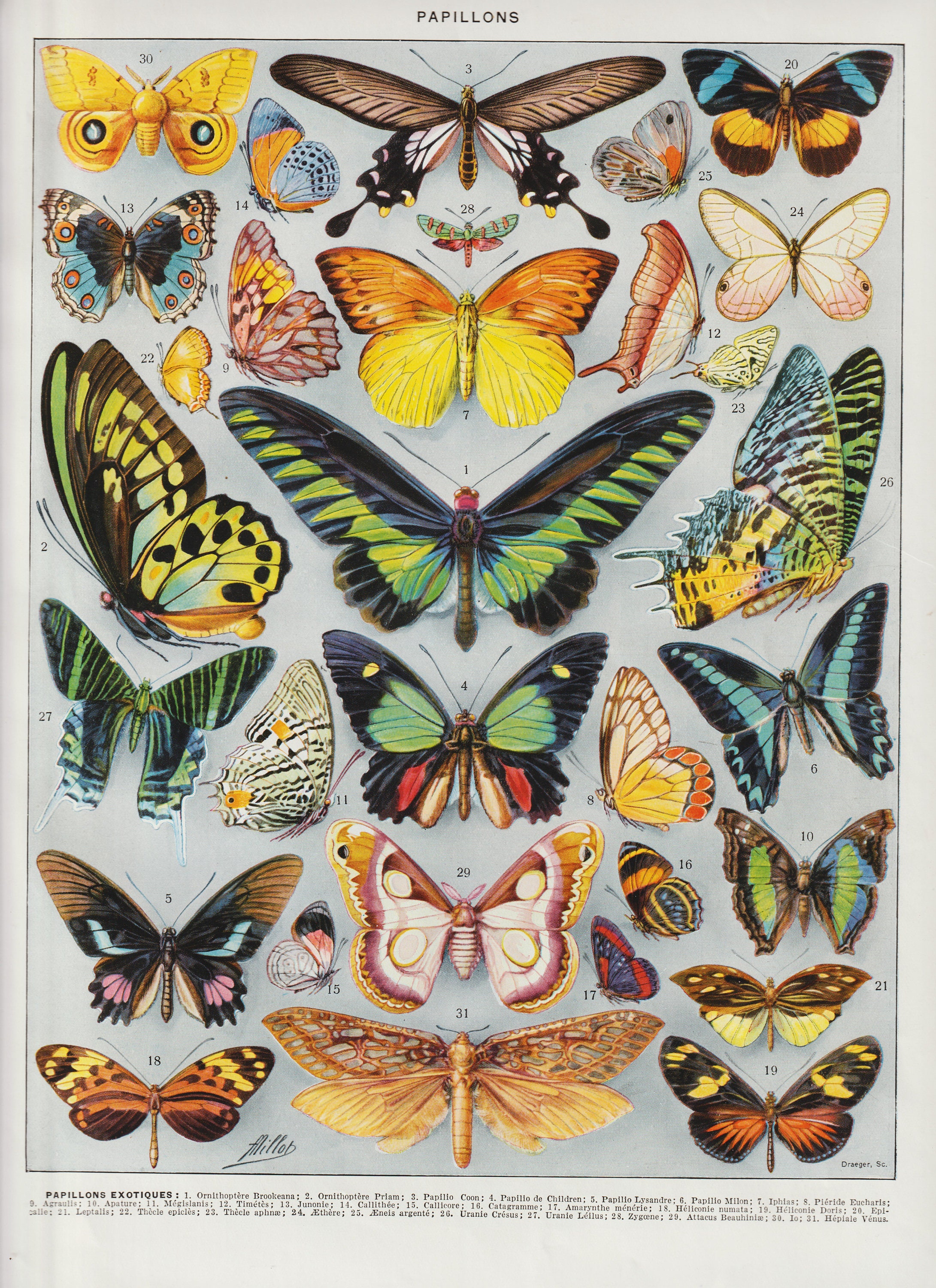 Colour Papillions d'europe Du A Millot Planch , Plate Larousse 1930