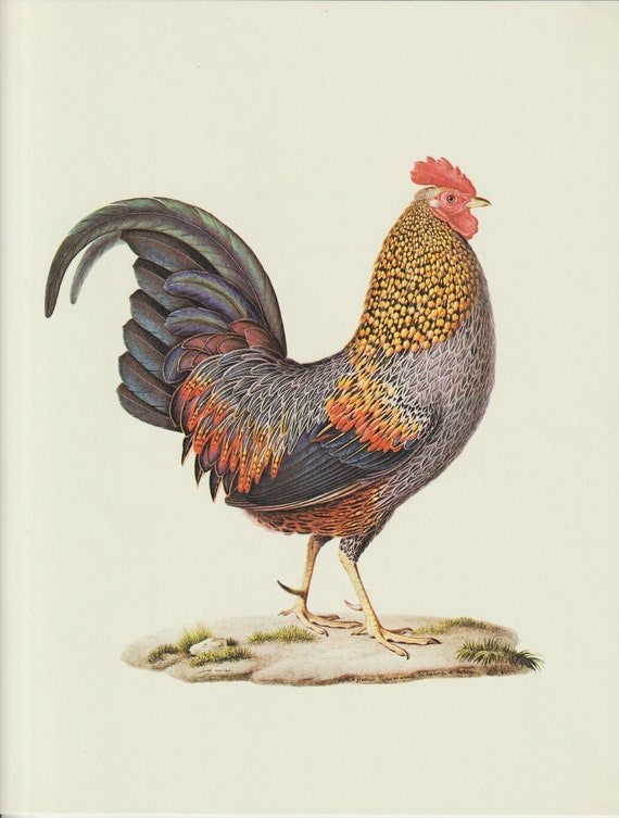 Le coq top in english