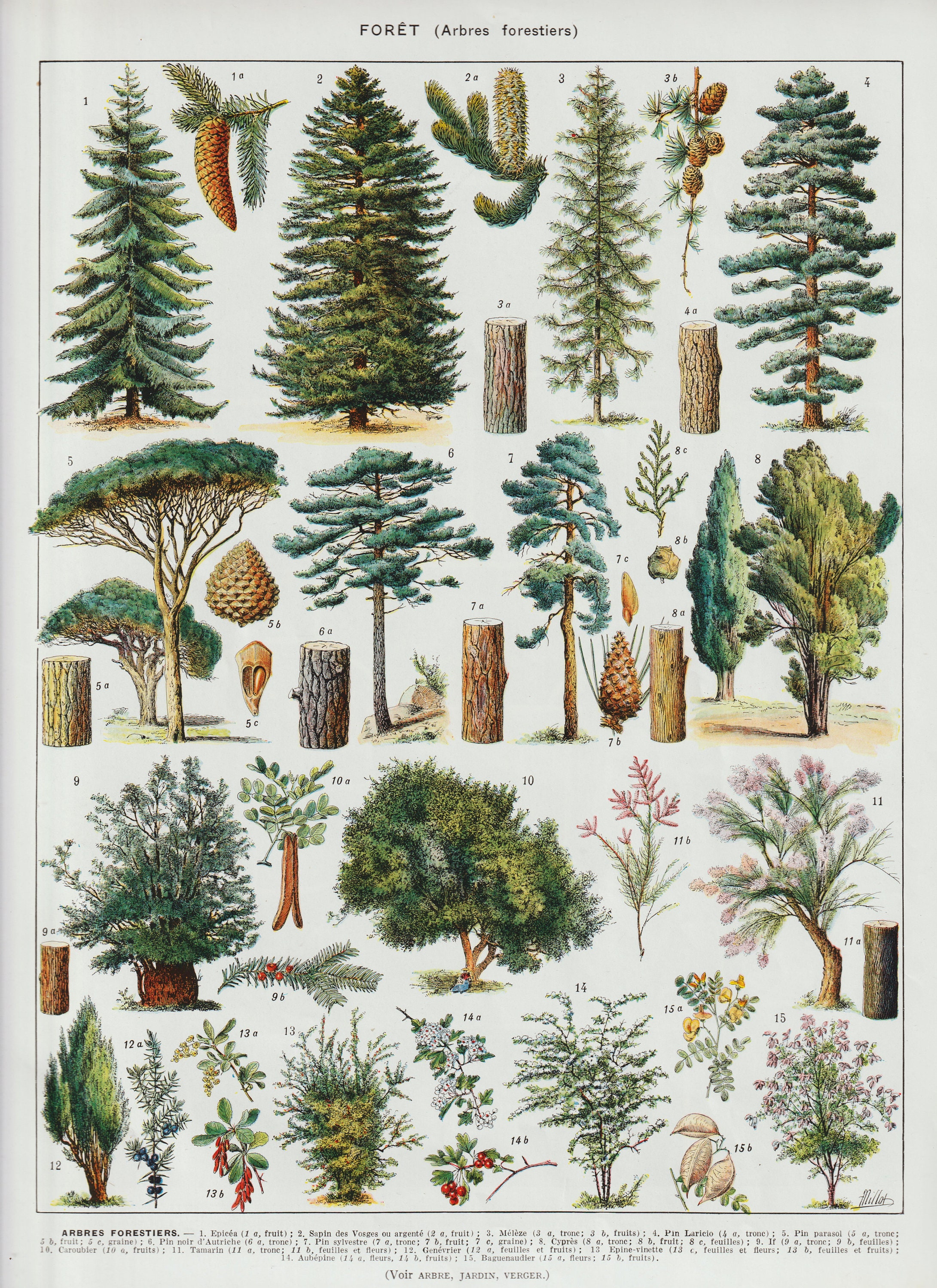 Colour Arbres Forestiers Larousee 1932 Planche Authentic , Collection 15 Different Arbres