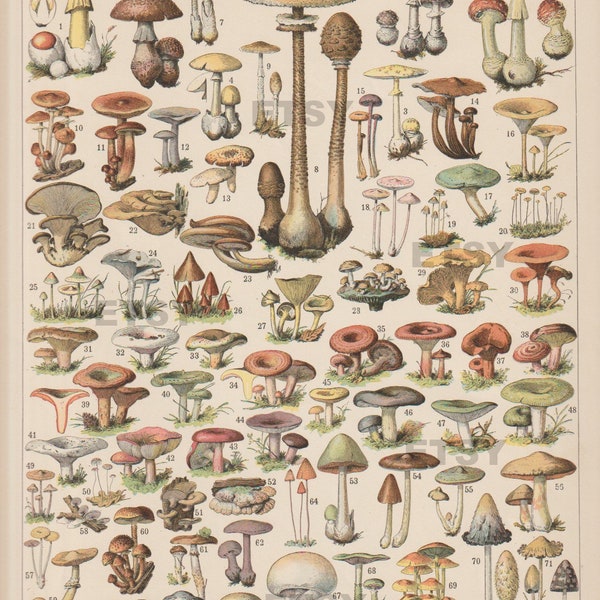 Larousse champignions - 1 -vintage original Larousse Print Lithographie  MUSHROOMS CHAMPIGNONS  Book Plate par Adolph Millot, not a copy