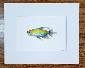 Congo Tetra matted fine art PRINT freshwater aquatic art gift for him/her love family mom birthday holiday friends wall art home decor