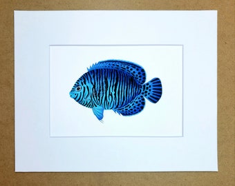 Blue Potters Angelfish Centropyge potteri matted fine art PRINT, reef art, gift for him/her, love anniversary friends, wall art home decor.