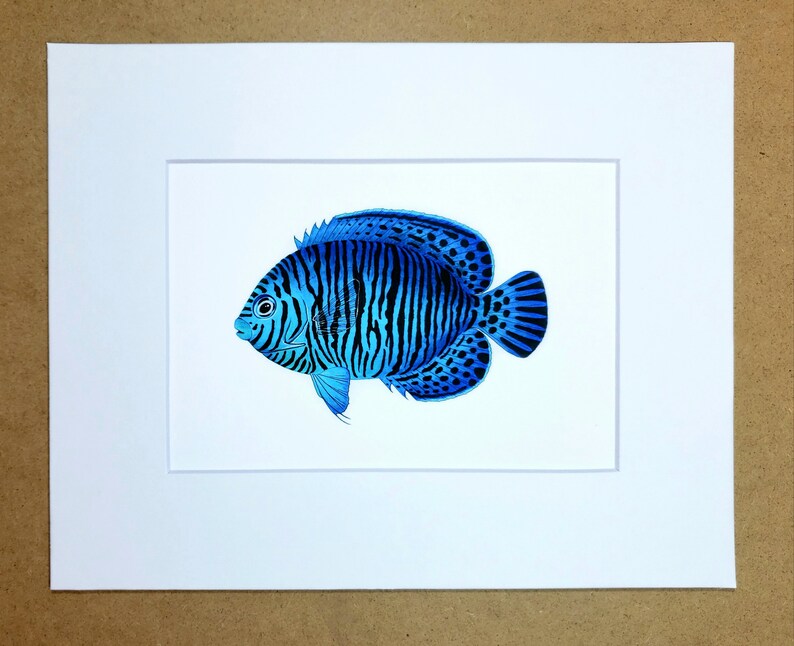 Blue Potters Angelfish Centropyge potteri matted fine art PRINT, reef art, gift for him/her, love anniversary friends, wall art home decor. image 1