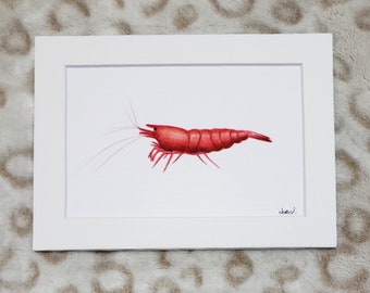 Bloody Mary Shrimp matted fine art PRINT aquatic art gift for him/her love family mom birthday holiday Christmas friends wall art home decor