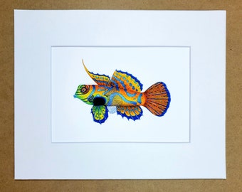 Mandarin Dragonet Synchiropus splendidus matted fine art PRINT, reef art, gift for him/her, love anniversary friends, wall art home decor.