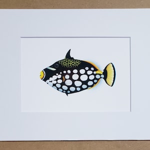 Clown Triggerfish passepartout med konst, marint liv, revkonst, present till honom/henne, kärlek, årsdag, vänner, väggkonst, heminredning.