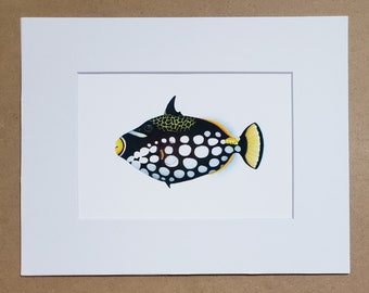 Clown Triggerfish matted fine art PRINT, sea life, reef art, gift for him/her, love, anniversary, friends, wall art, home decor.