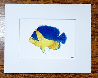 Venusta Angelfish matted fine art PRINT reef art gift for him/her love family holiday birthday Christmas mom friends wall art home decor
