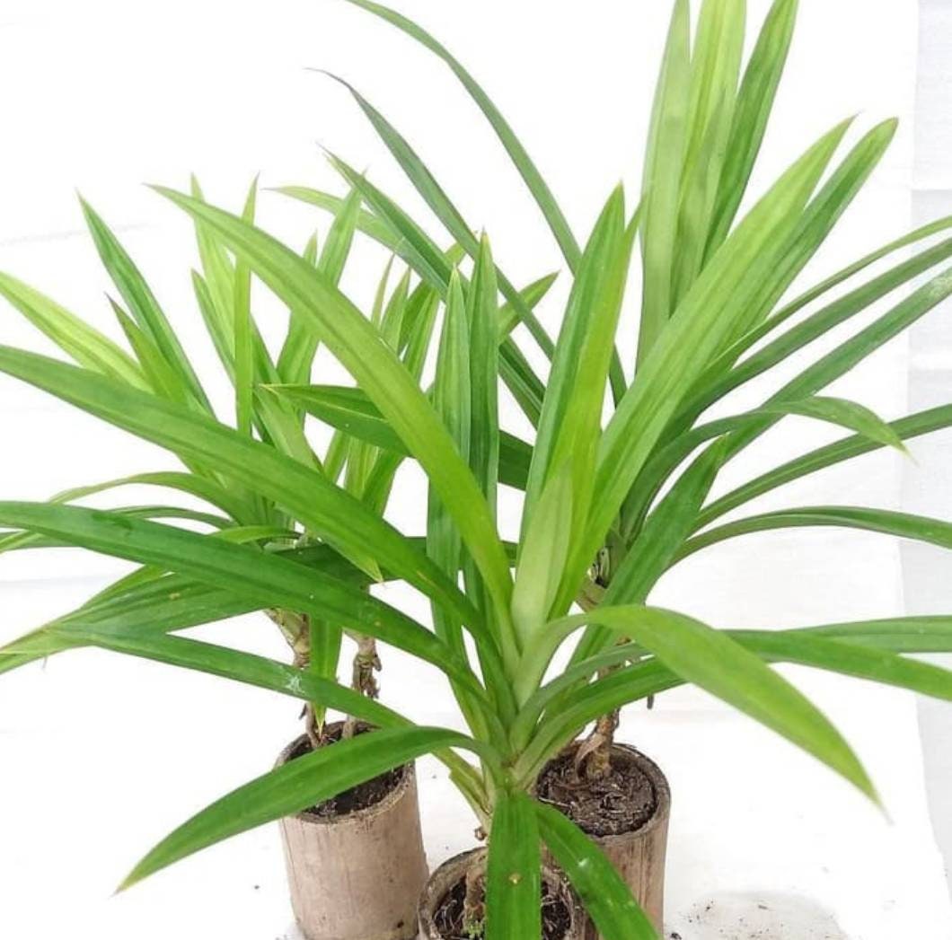 1 Pandan plant organic with roothome gown pandan Etsy