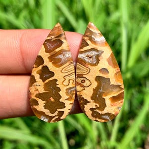 PALMROOT POCKET Pairs cabochon | beautifull | naturals stone from Indonesia