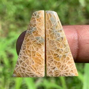 Geel JADE KORAAL Paren | Beste kwaliteit | Perfect voor cadeau | Van Indonesië