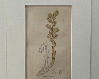 Original antique botanical engravings x6 mounted in conservation linen (set5)