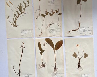 Vintage Finnish  herbariums large set of six (set9) 16x10inch large