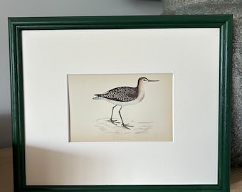 Brunswick green ridged framed original antique bird engravings by morris 19th century