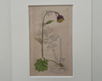 Original antique botanical engravings x6 mounted in conservation linen (set2)