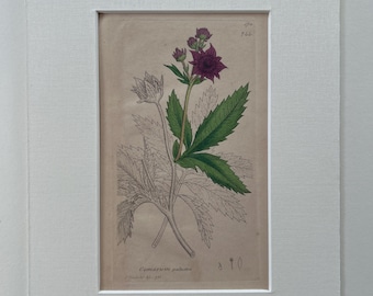 Original antique botanical engravings x6 mounted in conservation linen (set4)