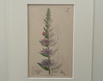 Original antique botanical engravings x6 mounted in conservation linen (set3)