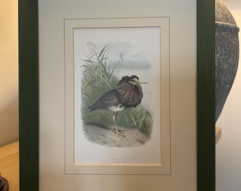 Antique Thorburn Bird Print, 1880 Chromolithograph in Hand-Painted Frame