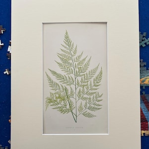 May include: A vintage botanical illustration of a green fern plant with delicate fronds. The print is framed with a white mount and has the text "Aspidium Filix-Mas" at the bottom.