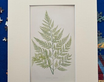 Edward Lowe 1859 mounted Antique Fern Print to fit standard size 14”x11” frame