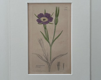Original antique botanical engravings x6 mounted in conservation linen (set1)