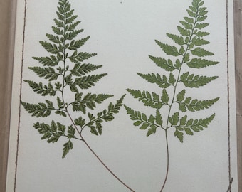 Heath's Fern Print, Framed Botanical Art, Solid Oak Frame