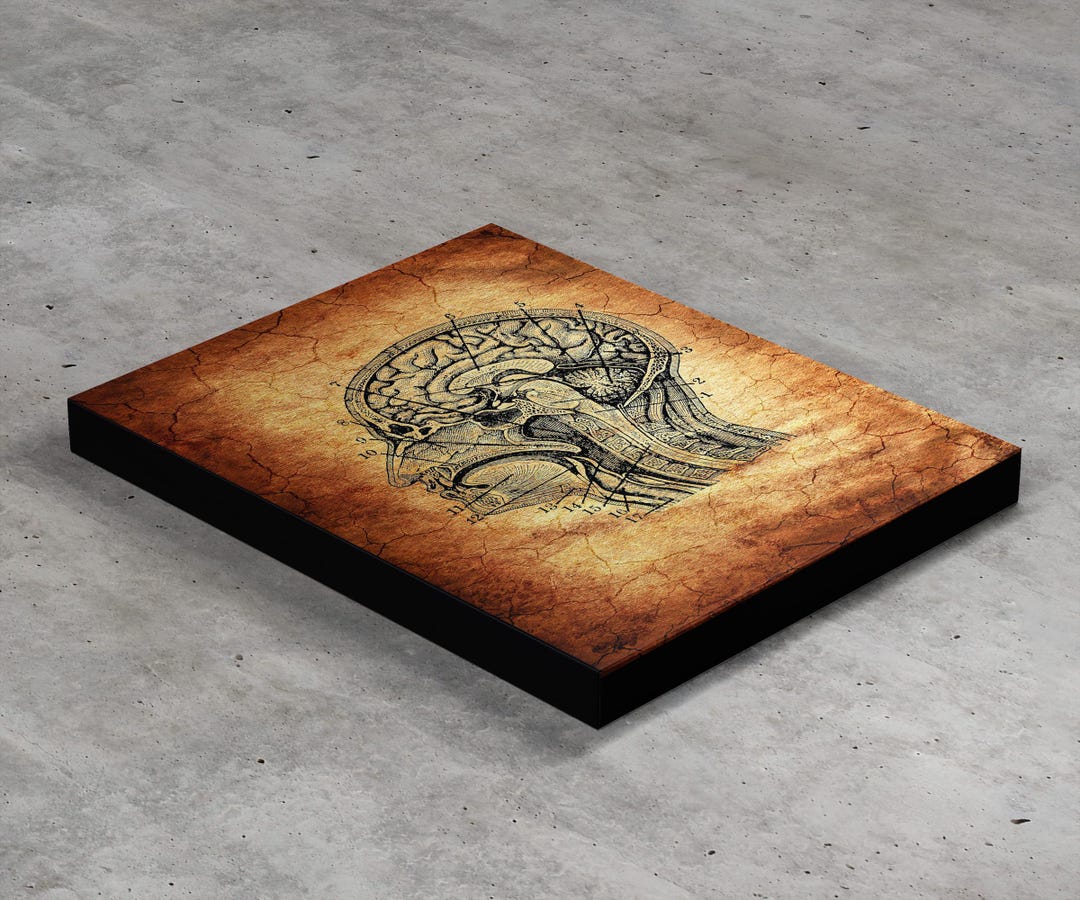 Vintage Human Brain Anatomy Canvas Print, Neurology Medical Wall Art ...
