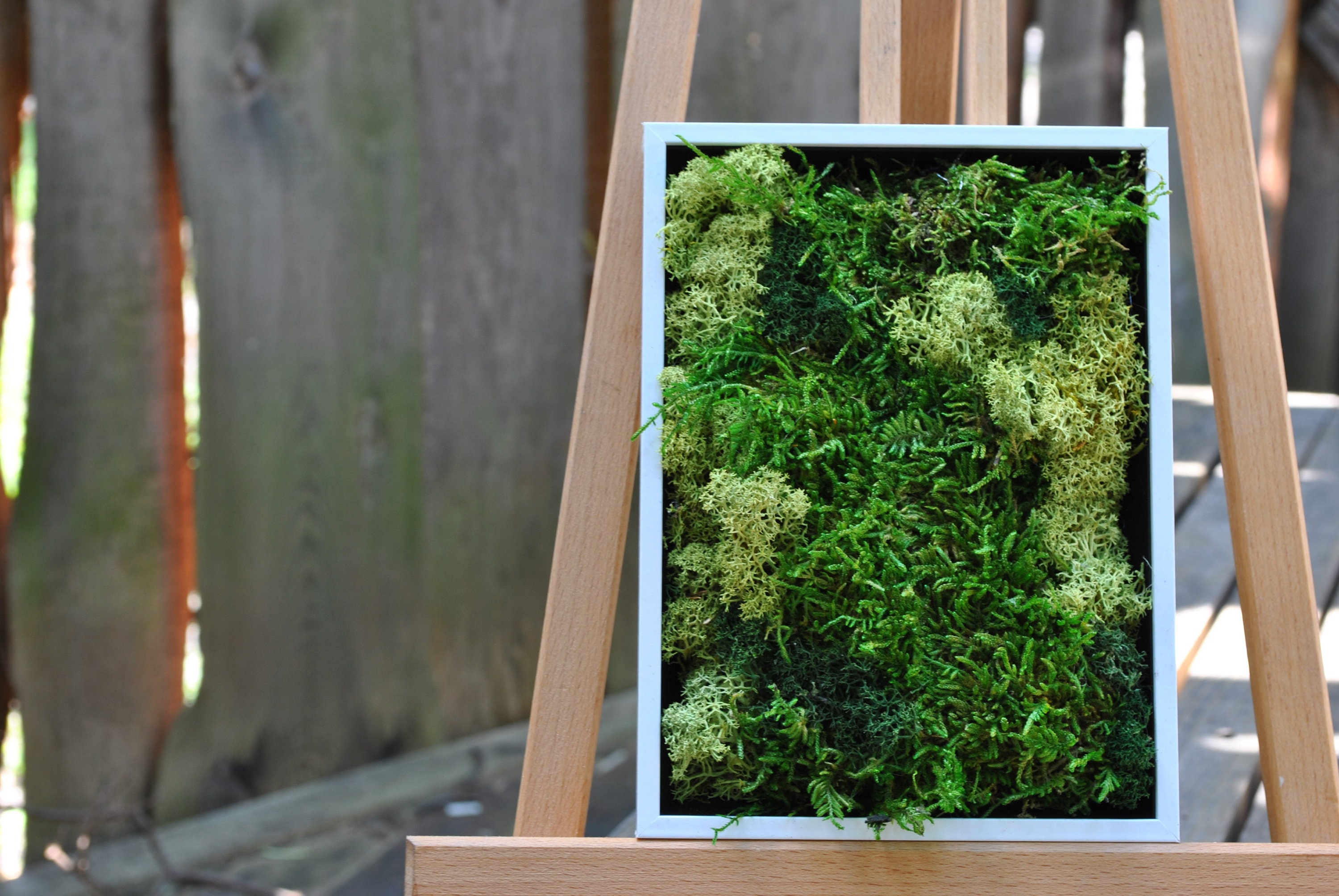 Moss Frame Living Moss Decor Eco Friendly Home Real Moss Etsy UK