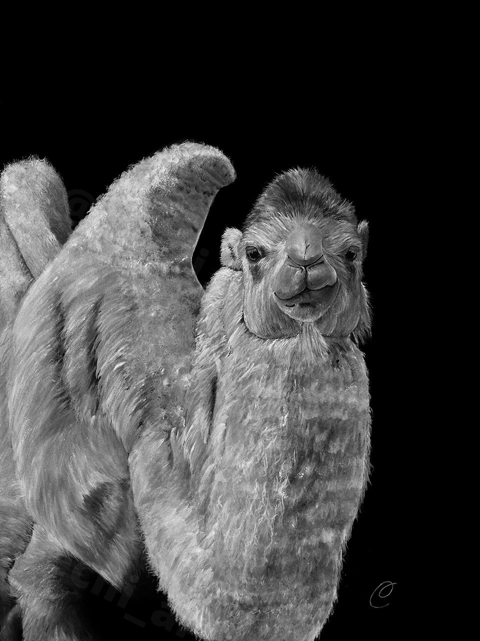 Chameau Aquarelle Peinture Impression Alu Art Mural Animal