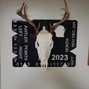 May include: A white deer skull with antlers mounted on a black metal plaque. The plaque has a calendar with the months September, November, December, and January. The year 2023 is printed on the plaque. The plaque also has a scale for measuring antler points.