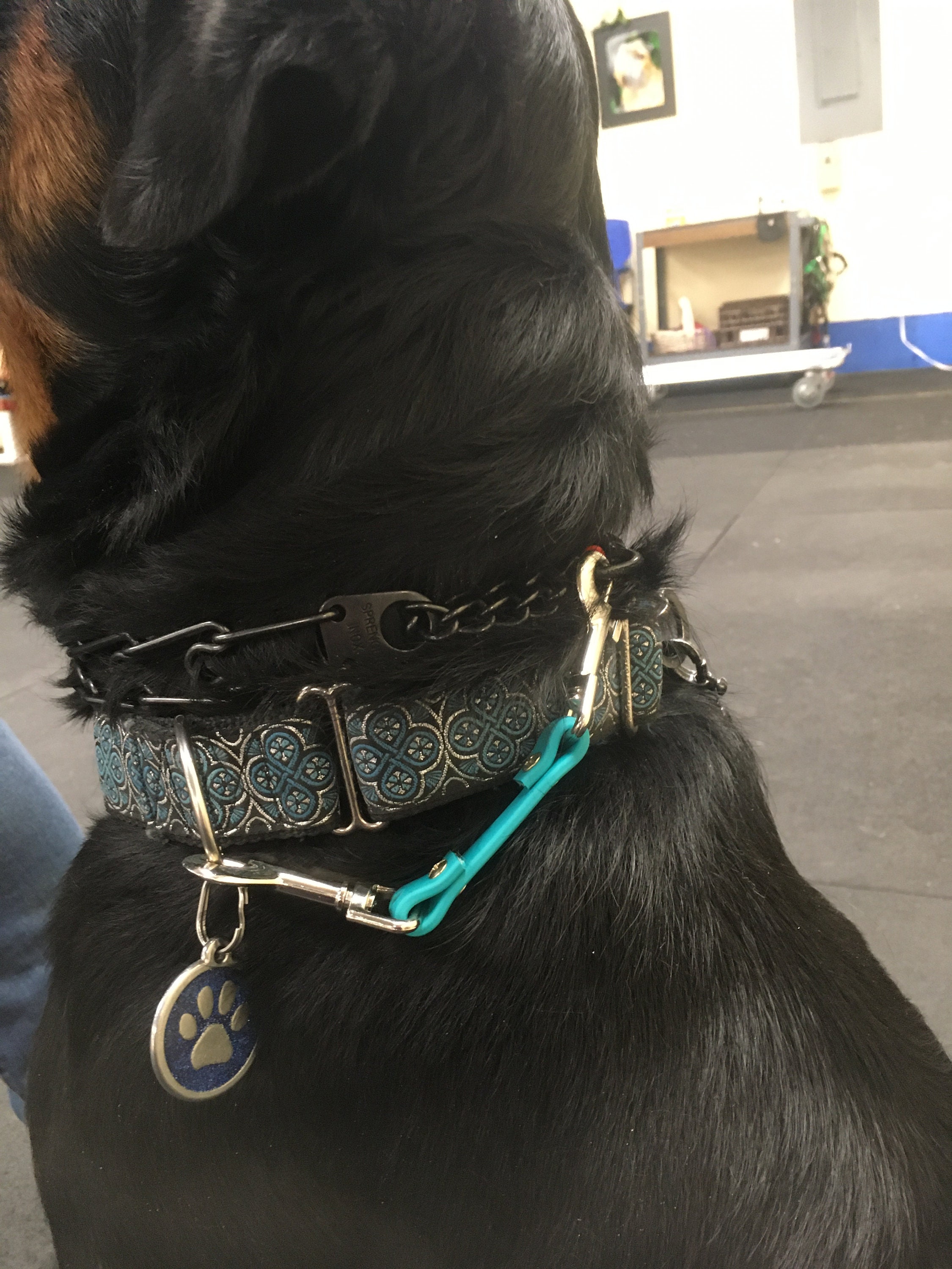 Dog collar safety clip Etsy