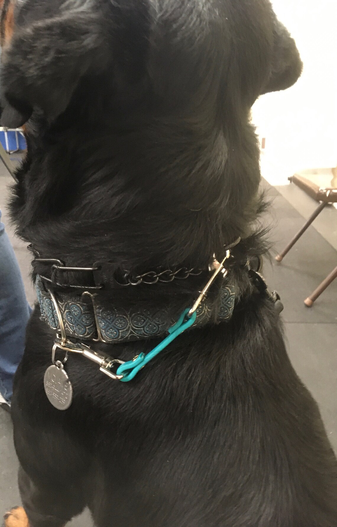 Dog collar safety clip Etsy